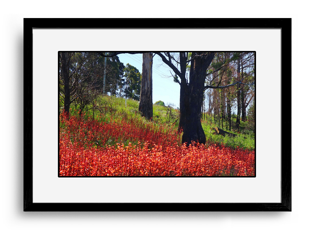 art | Laraine Richardson | landscape photography | Sydney | Australia