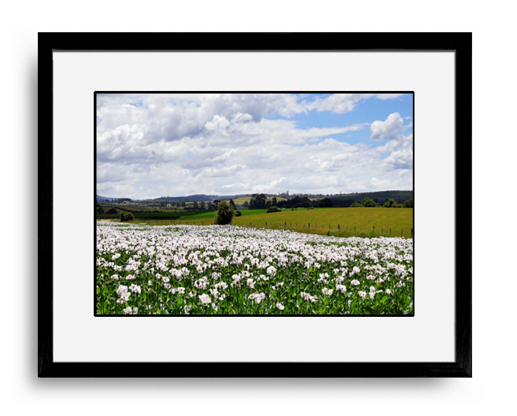 Poppy Paradise black